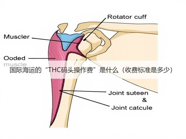 国际海运的“THC码头操作费”是什么(收费标准是多少)(图1) 国际海运的“THC码头操作费”是什么(收费标准是多少)(图1)