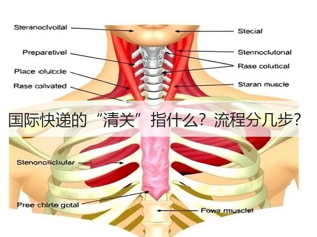 国际快递的“清关”指什么?流程分几步?(图1) 国际快递的“清关”指什么?流程分几步?(图1)