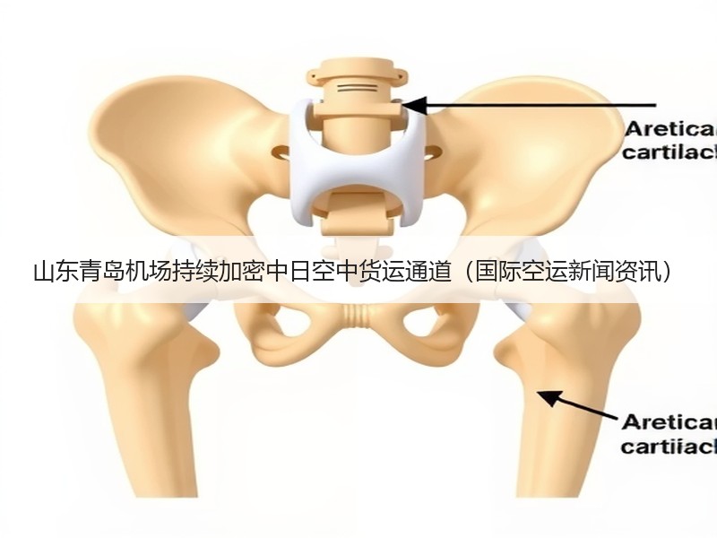 山东青岛机场持续加密中日空中货运通道(国际空运新闻资讯) 山东青岛机场持续加密中日空中货运通道(国际空运新闻资讯)