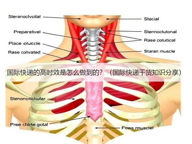 国际快递的高时效是怎么做到的？（国际快递干货知识分享）(图1)