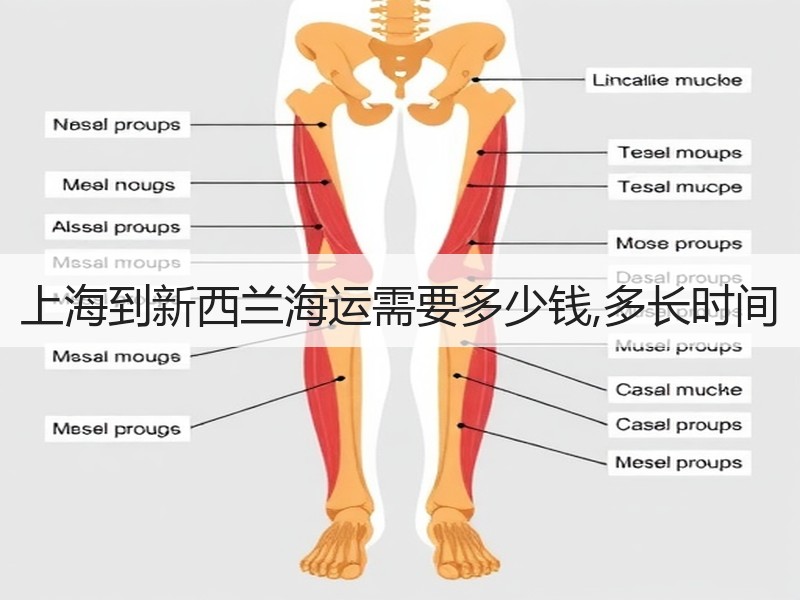 上海到新西兰海运需要多少钱,多长时间 上海到新西兰海运需要多少钱,多长时间
