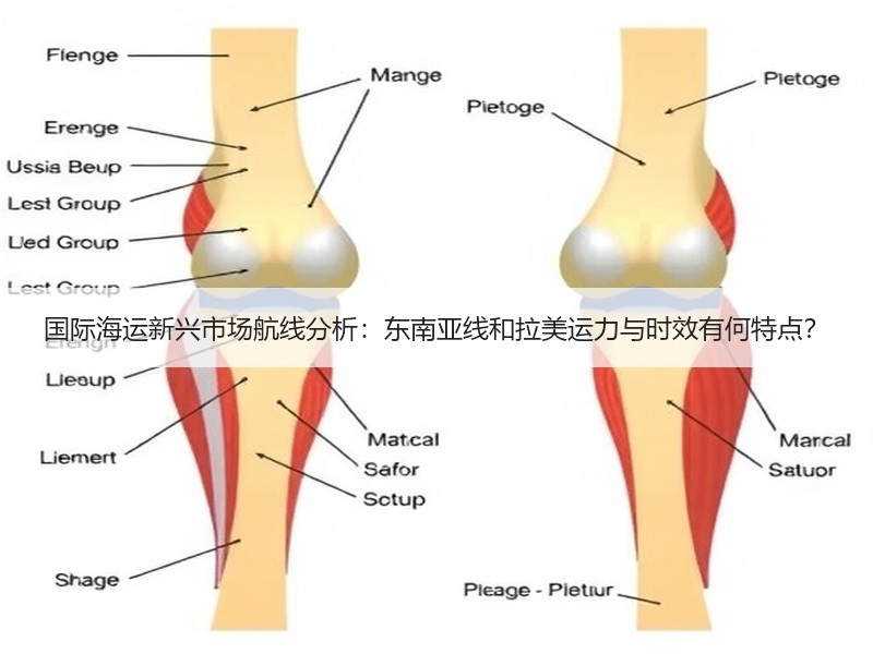 国际海运新兴市场航线分析:东南亚线和拉美运力与时效有何特点? 国际海运新兴市场航线分析:东南亚线和拉美运力与时效有何特点?